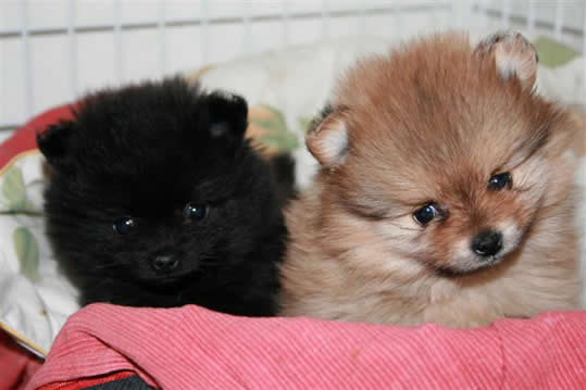 Pomeranian